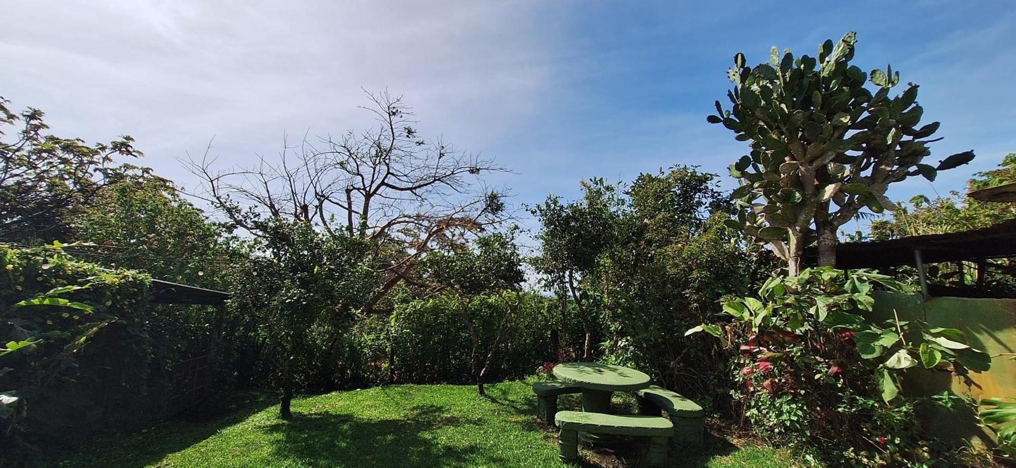 Monteverde Cecropia Paradise Стая снимка