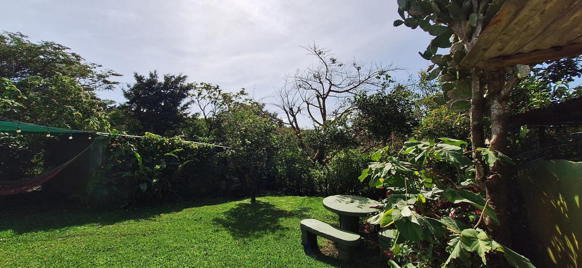 Monteverde Cecropia Paradise Стая снимка